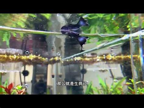 魚死掉怎麼處理|死了魚怎麼處理遺體，魚死了怎麼辦